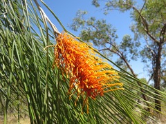 Grevillea pteridifolia