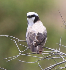 Eurocephalus anguitimens