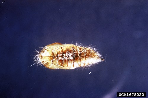Douglas-fir tussock moth