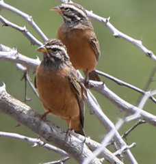 Emberiza tahapisi