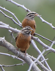 Emberiza tahapisi