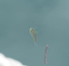 Genyagnus monopterygius