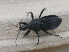 Coranus carbonarius