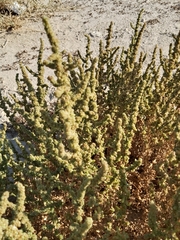 Suaeda aegyptiaca