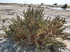 Suaeda aegyptiaca
