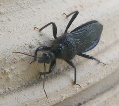 Coranus carbonarius