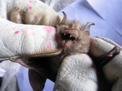 Rhinolophus mehelyi