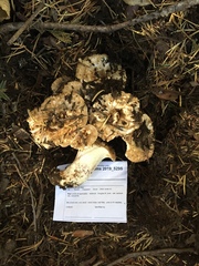 Turbinellus kauffmanii