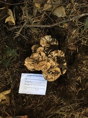 Turbinellus kauffmanii