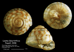 Laoma labyrinthica