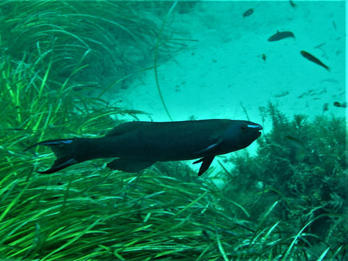 Herring cale (Olisthops cyanomelas) — Odacidae — 4