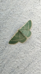 Microloxia indecretata