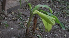 Musa