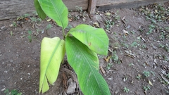 Musa