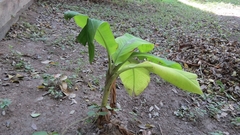 Musa