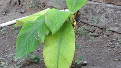 Musa