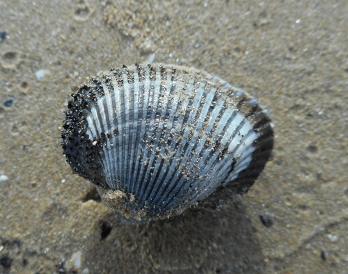 Anadara kagoshimensis