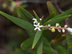 Leucopogon australis