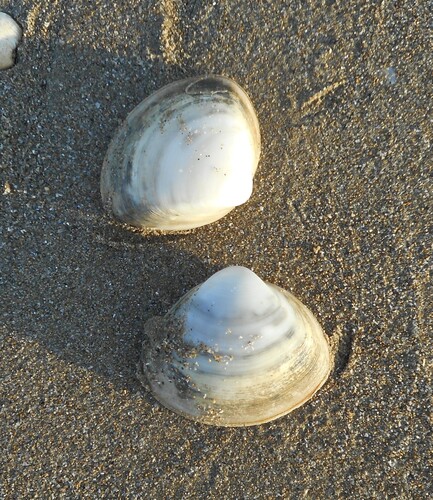 Mactra corallina
