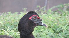 Cairina moschata