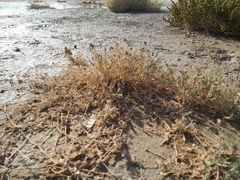 Aeluropus lagopoides