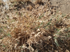 Aeluropus lagopoides