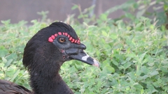 Cairina moschata
