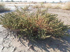 Suaeda aegyptiaca