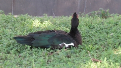 Cairina moschata