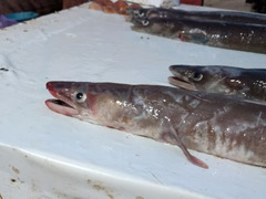 Conger conger