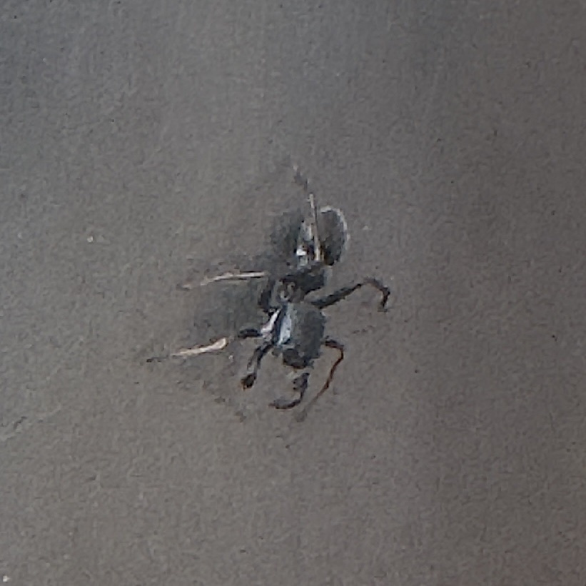 antmimic jumper
