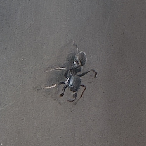 antmimic jumper