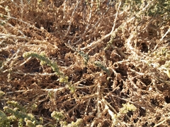 Suaeda aegyptiaca