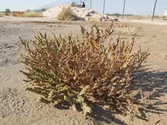 Suaeda aegyptiaca