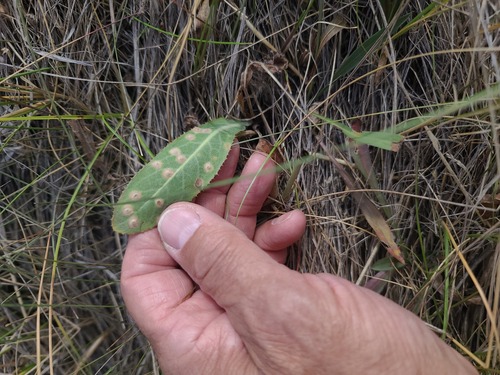 Unknown species found near Wheatland County, MT, USA