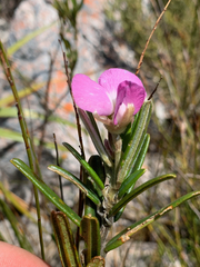 Podalyria oleifolia