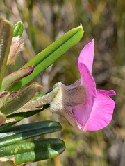 Podalyria oleifolia