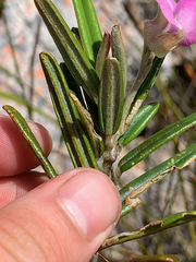 Podalyria oleifolia