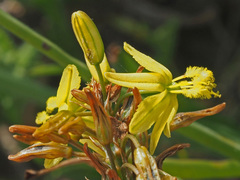 Bulbine annua