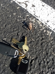 Acanthocephala declivis