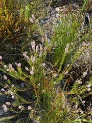 Spatalla racemosa