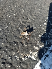 Acanthocephala declivis