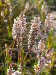 Spatalla racemosa