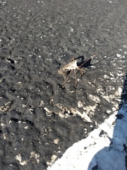 Acanthocephala declivis