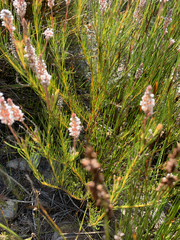 Spatalla racemosa