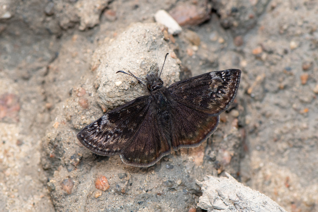 Columbine Duskywing