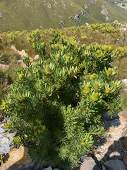Leucadendron platyspermum