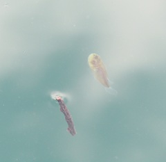 Genyagnus monopterygius