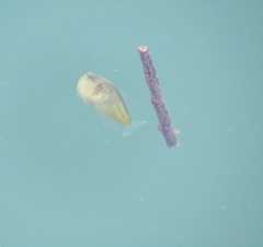 Genyagnus monopterygius