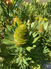 Leucadendron platyspermum